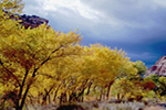 Autumn Cottonwoods