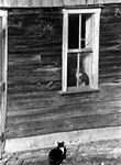 Barn Cats