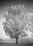 Frosted Tree