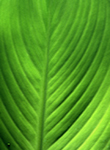 Tiger Lilly Leaf